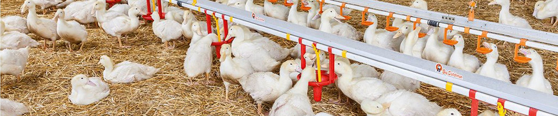 Pollos de Engorde