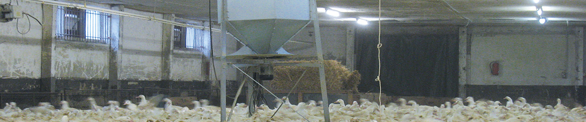 Spin Feeder
