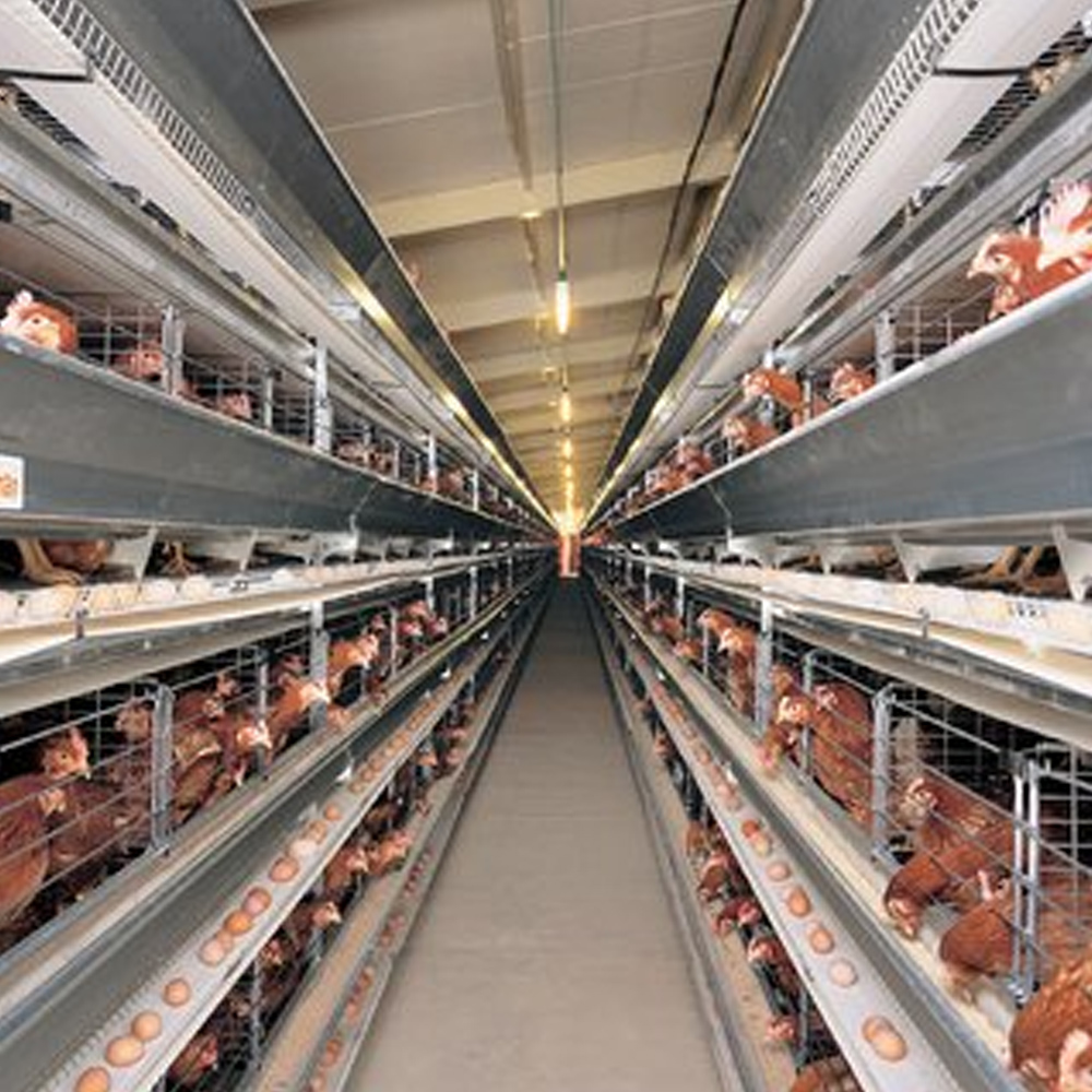 Jaulas de gallinas