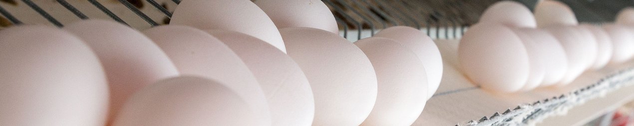 Jaulas de gallinas